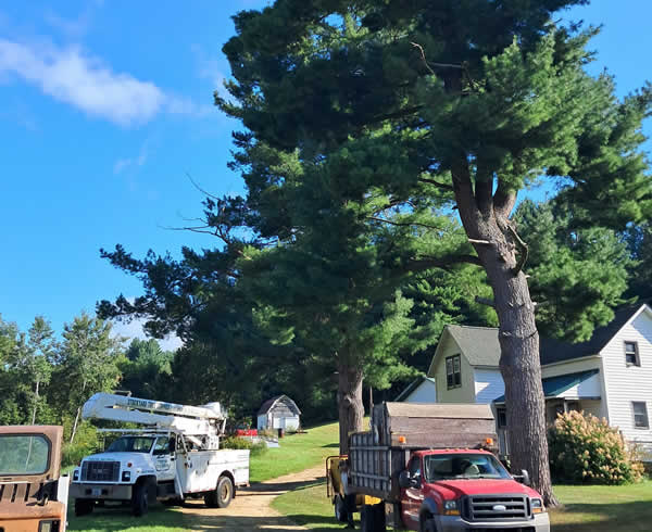 Residential Tree Trimming near me